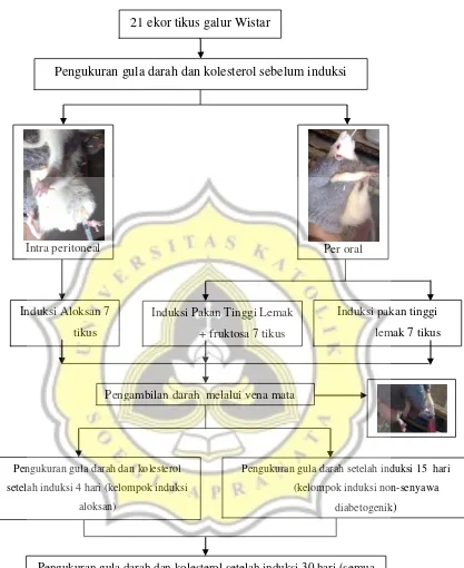 Gambar 3.2. Diagram Alir Orientasi Induksi 