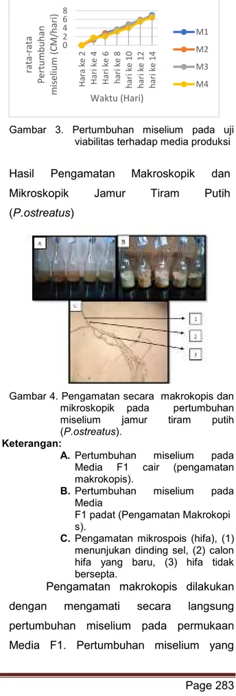 Gambar 4. Pengamatan secara  makrokopis dan  mikroskopik  pada    pertumbuhan  miselium  jamur  tiram  putih  (P.ostreatus)