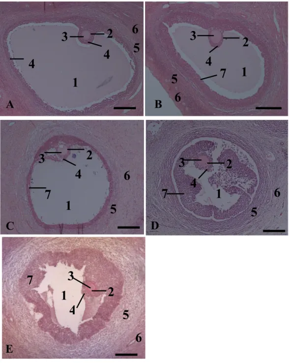 Gambar  1  Fotomikrograf  folikel  dalam  ovarium  domba  yang  disimpan  pada  suhu  4°C    selama  0  jam  atau  kontrol  (A),    24  jam  (B),  48  jam  (C),  72  jam  (D)  dan  96  jam  (E)