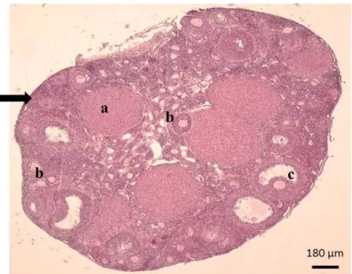 Gambar 1.  Ovarium  mencit  (kontrol).  Corpus luteum (a), folikel sekunder  (b), folikel tersier (c), korteks ovarium ().