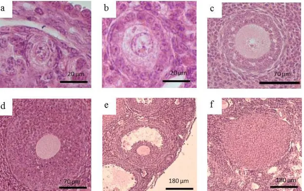 Tabel 1 menyajikan jumlah total folikel  berkembang dalam ovarium setelah pemberian  ekstrak biji kapas