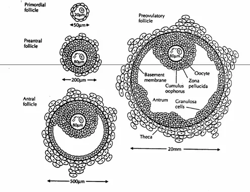 Gambar 1. Ukuran folikel primordial, folikel preantral, folikel antral dan folikel  preovulasi/matur (dikutip dari Clinical Gynecologic, Endocrinology and Infertility,  2005)