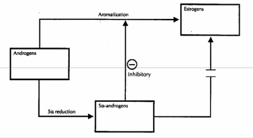 Gambar 3. Proses perubahan androgen menjadi estrogen dan 5α-androgen (dikutip  dari Clinical Gynecologic, Endocrinology and Infertility, 2005) 15 