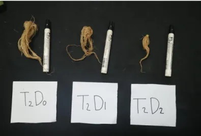 Gambar 7. Perbandingan akar tanaman bayam dengan berbagai dosis pada umur  27 hst. 