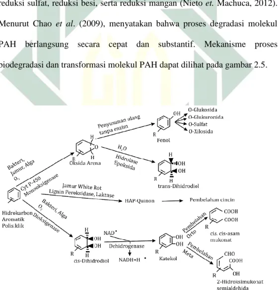 Gambar 2.5. Mekanisme Biodegradasi dan transformasi molekul PAH oleh mikroorganisme  Sumber: Kurniawan et al., 2018 