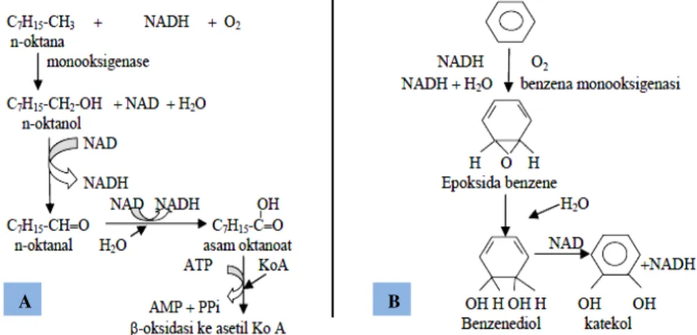 Gambar  1.  Reaksi  degradasi  hidrokarbon  (A)  Hidrokarbon  alifatik  (B)  Hidrokarbon  aromatik (Atlas and Bartha dalam Karwati 2009)