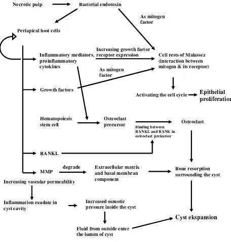 Fig 2. Schematic illustration of molecular mechanism of cyst formation 