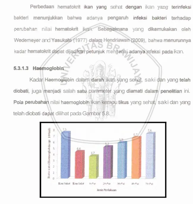 Gambar  5.8  menunjukkan  bahwa  rats-rata  haernoglobin  tertinggi adalah  pada  saat  ikan  dalam  keadaan  sehat,  yaitu  sebesar  7.5  grtIOOml,  sedangkan  rata-rata  haemogiobin terendah adatah pada  ilran saki yang  t i a k  diberi  obat 