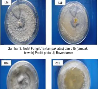 Gambar 5. Isolat Fungi M1A1a (tampak atas) dan M1A1b  (tampak bawah) Positif pada Uji Bavendamm 