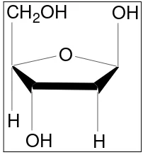 Gambar 4. Struktur gula deoksiribosa (Murray et al., 1997) 