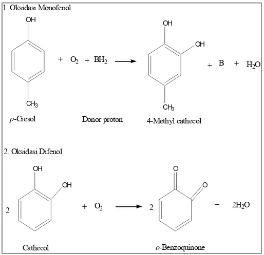 Gambar 8. Reaksi oksidasi monofenol dan difenol oleh polifenol oksidase 