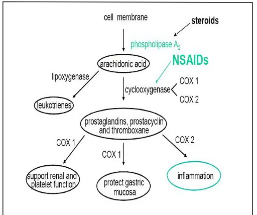 Gambar 1. Mekanisme Kerja AINS dan Steroid (Gebhart, 2005). 