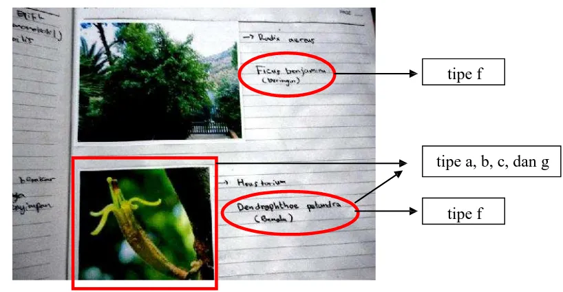 Gambar 3. Contoh beberapa temuan yang perlu perbaikan pada naskah log book mahasiswapada topik bahasan akar spermatophyta.