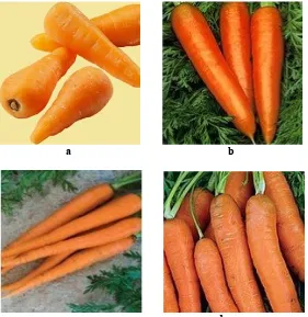 Gambar 1. Foto purple dragon carrot (a), purple haze carrot (b), dan solar yellow carrot (c) (Anonim, 2009).