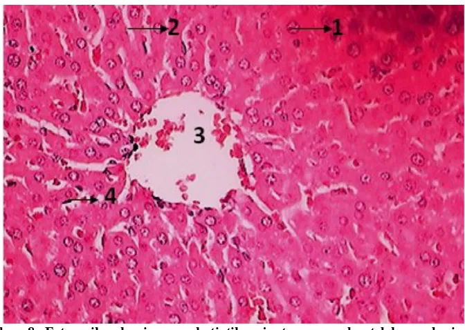 Gambar 8. Foto mikroskopi organ hati tikus jantan normal setelah pemberian air minum Aqua 25 ml/kgBB dengan pengecatan Hematoksilin-Eosin (HE), perbesaran 400x