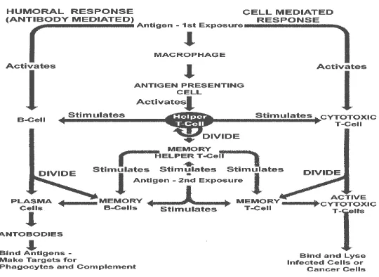 Gambar 1. Pengenalan Antigen dan Respon Imun Tubuh (Anonim, 2008a) 