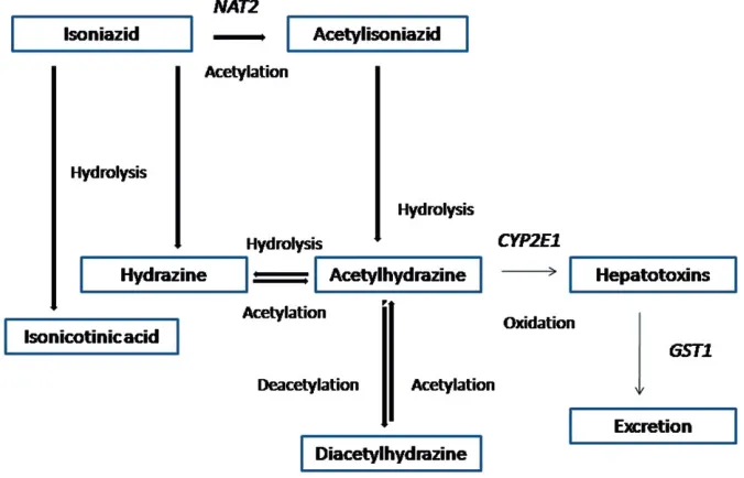 Figure 1. Pathways of metabolism of isonia-