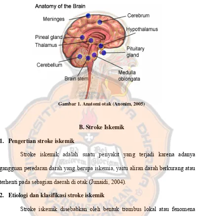 Gambar 1. Anatomi otak (Anonim, 2005) 