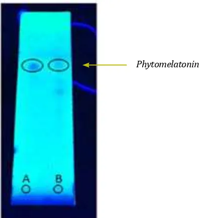 Figure 1 Identification of phytomelatoninetanholic extract of  in the Ulva lactuca L (A)in Dragendrof reactant and (B) Mayer reactant