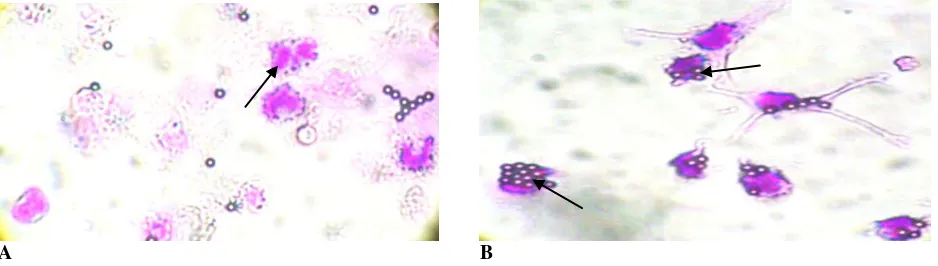 Gambar 1. Gambar makrofag peritoneal mencit Swiss jantan diinfeksi tidak aktif dicirikan tidak tampak adanya lateks yang difagositosis