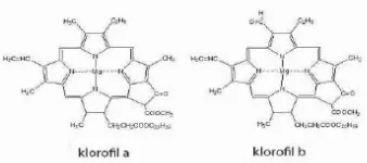 Gambar 3.1. Struktur Klorofil a dan Klorofil b 