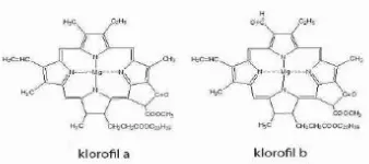 Gambar 3.1. Struktur Klorofil a dan Klorofil b 