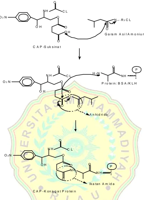 Gambar 3. Mekanisme Reaksi Sintesa Kloramfenikol Protein Konjugat Pereaksi  tributil  amin  merupakan  suatu