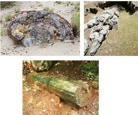 Gambar 2. Jenis fosil kayu yang berada di dalam tanah   (Sumber: www.google.com) 