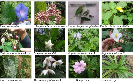 Gambar 4. Jenis tumbuhan beracun yang ditemukan di Hutan Lindung Sibayak II. 