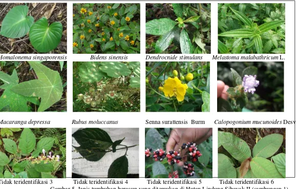 Gambar 5. Jenis tumbuhan beracun yang ditemukan di Hutan Lindung Sibayak II (sambungan 1)