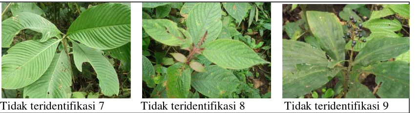 Gambar 6. Jenis tumbuhan beracun yang ditemukan di Hutan Lindung Sibayak II (sambungan 2)