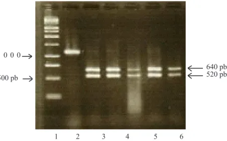 Gambar 6.  Elektroforesis  1,5%  gel agarose   DNA hasil potongan dengan enzim XbaI  digested  DNA  dari beberapa sentra produksi jeruk di Sulawesi Selatan