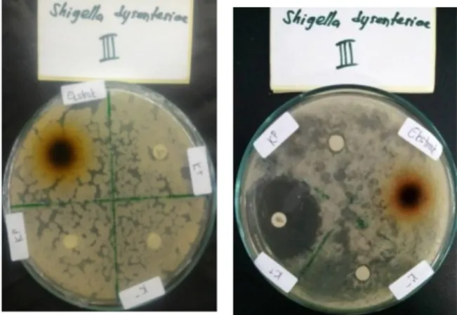 Gambar 3.  Perbandingan  zona  bening ekstrak  etanol  (kiri)  dan  ekstrak  segar (kanan) bawang putih.