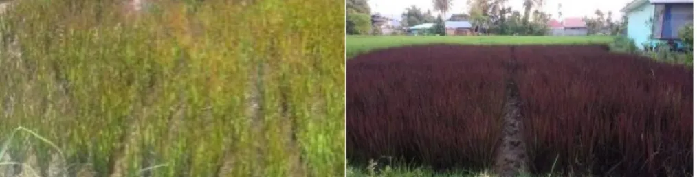Gambar 1 Tampilan padi ungu  Black Madras fase vegetatif  saat 30 dan 60 HST  Pemberian  PCCO  memberikan 