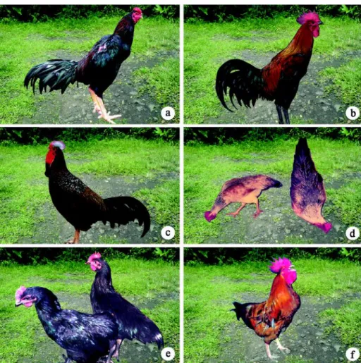 Gambar 1.  Beberapa jenis ayam  lokal Indonesia, ayam  bangkok (a),  ayam pelung (b), ayam hutan hijau (c), ayam kampung (d), ayam kedu hitam (e), dan ayam Nunukan  (f).