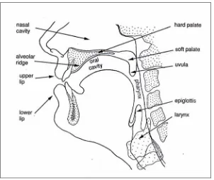 Figure 2. Areas of the Tongue (2003: 54) 