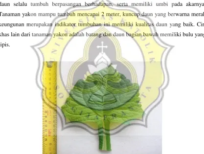 Gambar 2. Daun Yakon (Smallanthus sonchifolius) 