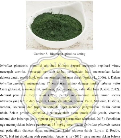Gambar 3.  Biomassa spirulina kering 