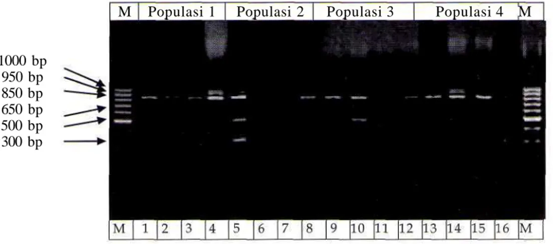 Gambar 1. Hasil amplifikasi OPC-02 pada 4 populasi ikan nila
