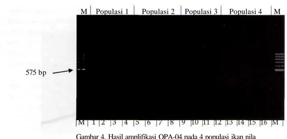 Gambar 4. Hasil amplifikasi OPA-04 pada 4 populasi ikan nila 03 sebanyak 12 lokus, dan OPB-10 dengan jumlah lokus