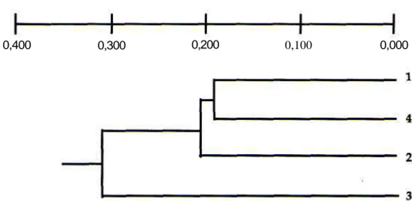 Gambar 5. Dendogram 4 populasi ikan nila keturunan paternal half sib.