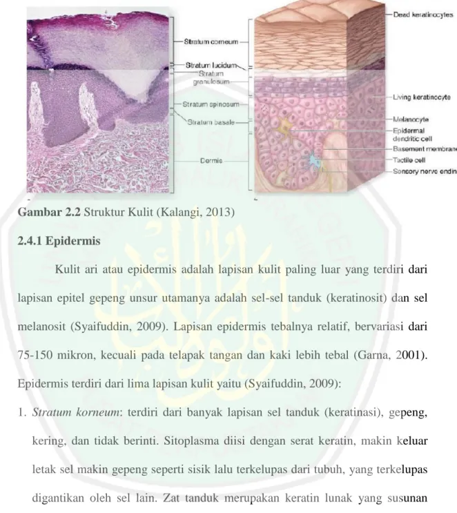 Gambar 2.2 Struktur Kulit (Kalangi, 2013)  2.4.1 Epidermis 