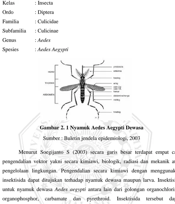 Gambar 2. 1 Nyamuk Aedes Aegypti Dewasa  Sumber : Buletin jendela epidemiologi, 2003 