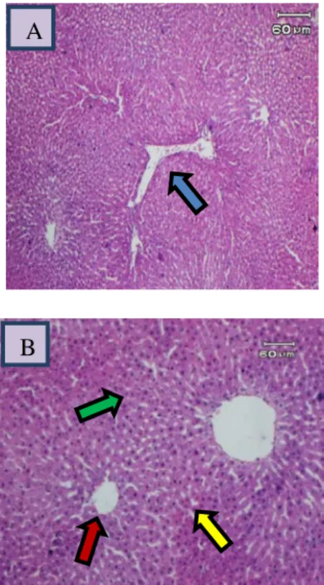 Gambar 1. Gambaran mikroskopik hati tikus  wistar kelompok A  (kontrol negatif). Tampak  gambaran hati normal dengan vena sentralis  (panah merah), hepatosit (panah hijau), sinusoid  (panah kuning) dan segitiga Kiernan (panah biru)