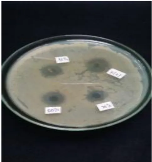 Gambar  1.  Daerah  Hambat    Ekstrak  Sargassum  crassifolium  (Konsentrasi  25%    50%,  75%,  K +