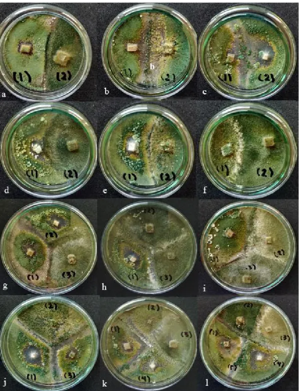 Gambar 2. Uji Kultur Ganda Trichoderma spp. dan G. virens pada media PDA inkubasi 18 hari