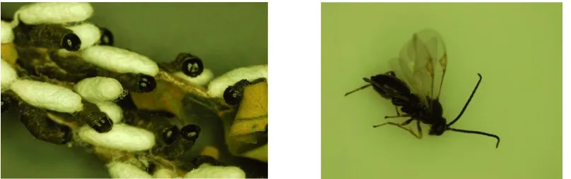 Gambar 1. Kokon parasitoid pad tubuh E. blanda (kiri) dan imago Apanteles sp. (kanan) (Foto: Illa Anggraeni) 