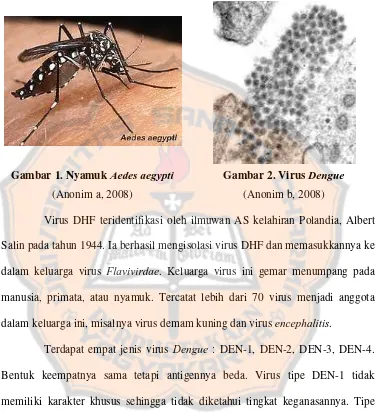 Gambar 1. Nyamuk Aedes aegypti 