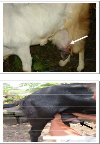 Gambar 1. Mastitis klinis pada kambing  Sumber: Koleksi Pribadi 