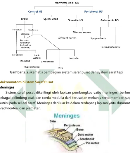 Gambar 2.2.skematis pembagian system saraf pusat dan system saraf tepi 